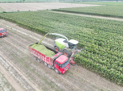 沙洋县马良镇：7000亩青储玉米丰收 全产业链联动助推乡村振兴