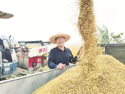 稻谷香里“算”丰年 ——我市开展再生稻丰产优质高效栽培技术试验示范纪实