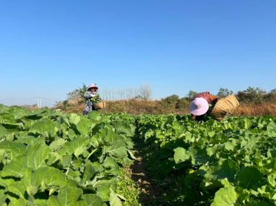 油菜薹成“金钥匙” 解锁冬闲田增收密码