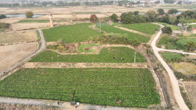 沙洋:“云端”卖菜薹 致富好“钱”景