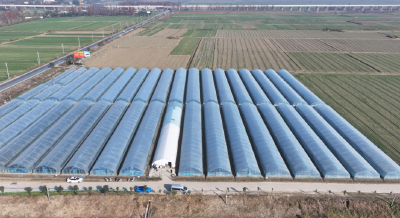 早熟草莓抢先上市 田间涌动增收热潮