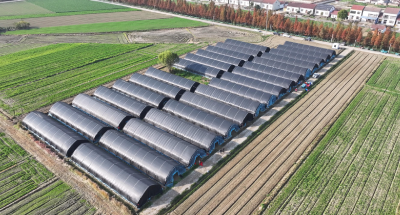 羊肚菌撑开“致富伞”  村企联手孕育大希望