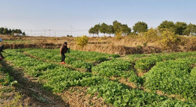 曾集镇曾巷村：冬闲田种出“集体金”