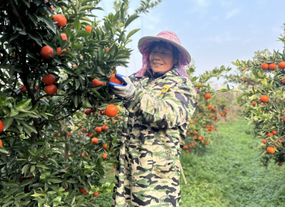 沈集镇：漫山浸染“四季红”   产业兴旺农事忙