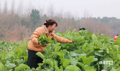 【新春走基层】沙洋：300亩富硒油菜薹免费采摘 爱心暖流涌动冬日乡村
