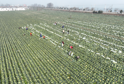 【记者走基层】马良镇：小包菜“卷” 出乡村振兴新图景