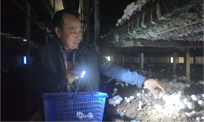 【记者走基层】小蘑菇撑起富民“伞”