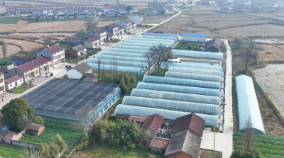 【记者走基层】毛李镇殷河村：大棚里种出“四季增收”新图景