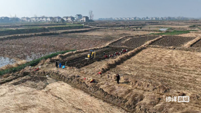 【记者走基层】毛李镇：小荸荠“挖”出集体增收“甜日子”