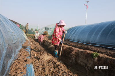 【记者走基层】“稻菌轮作”破难题 羊肚菌撑起乡村振兴“致富伞”