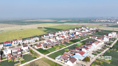 【记者走基层】沙洋镇闸口村：  土地“流”出金饭碗  小白菜撬动千万产值