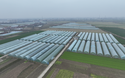 一把野菜种出致富宝藏  村强民富绽新颜