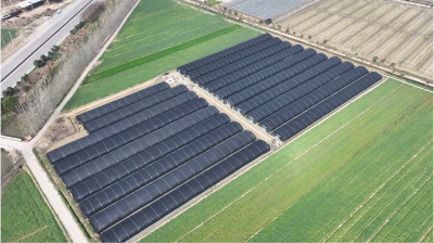 晨亿农业：首茬羊肚菌抢“鲜”上市 村企共赢促振兴