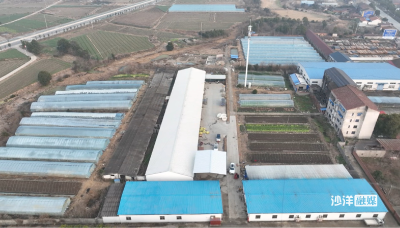 【新春走基层】直播间里卖“土味” 鱼腥草“触网”出圈