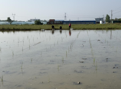 毛李荸荠凤凰湖飞地种植基地优质种苗完成首轮移栽