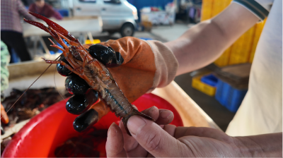 官垱镇：小龙虾抢先上市占市场 铺就乡村振兴致富路