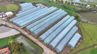 官垱镇双冢村：大棚瓜果移栽忙 错峰种植促增收