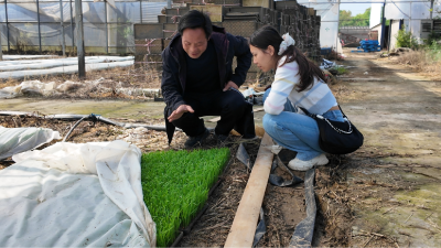 曾集镇：抢抓农时育秧忙 农技护航保丰收