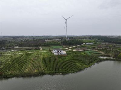 春风催新绿  茶园采收忙