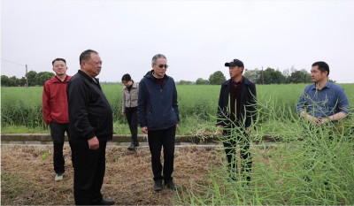 沙洋县“华油杂50CR”示范现场观摩会举行