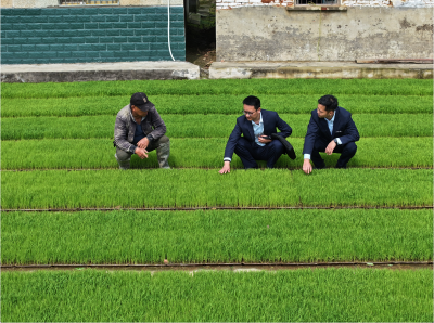 金融“活水”润春耕  沙洋农商银行1亿元专项贷款护航粮食生产