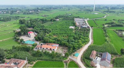 曾集镇：蜜桃飘香迎丰收 特色产业铺就甜蜜致富路