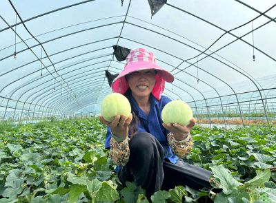 后港镇：特色瓜果种出“甜蜜增收路”