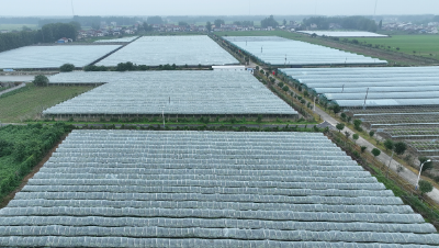 李市镇刘淌村： 一串葡萄兴一村 串起富民产业链