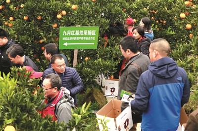 秭归脐橙 销往全国