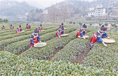 春茶开采