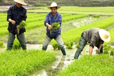 三峡土家族 栽秧“吃节届”（组图）
