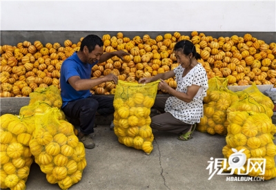 特色果蔬种植助脱贫增收