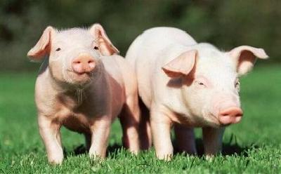 全力防控非洲猪瘟 坚决守住秭归不发生疫情底线
