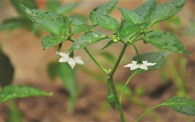 加强辣椒苗期管理避免落花落果
