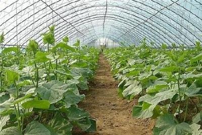 喷施蔬菜叶面肥的注意事项