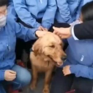 乱入山东医疗队合影的大金毛，又有新故事了！