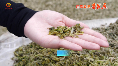 三色梅乡美 生态瓜果香