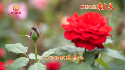 乡村振兴 产业先行 打造“多彩田园”