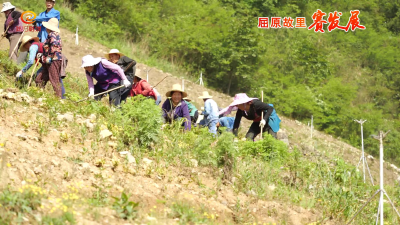 铺坪村：千亩茶园打开半高山地区致富路