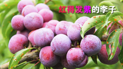 8月24日上午10点半，众“李”寻她！