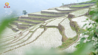 长春稻田美如画 乡村旅游邀你来