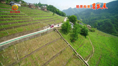 半山产业渐成规模 猕猴桃基地蓄势待发
