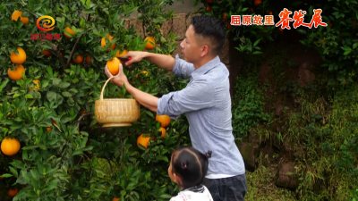 精种优质脐橙 积极品改助增收