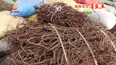 规模发展造“药谷” 乡村振兴谱新篇