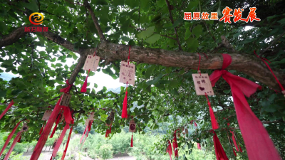 怪石美酒洞中藏 千古银杏绿山乡