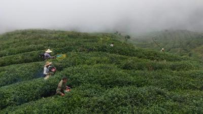石垭村全面抓好秋冬季茶园管理