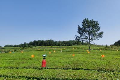 五峰茶基地获“生态低碳茶”认证 系全省首个