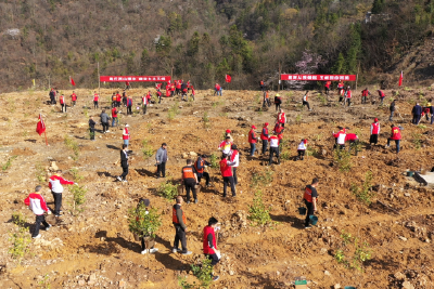 我县今年计划完成义务植树50万株