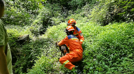 国家二级保护动物毛冠鹿被卡护栏 成功获救