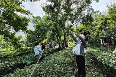 空心李采摘比赛助农销售千余斤